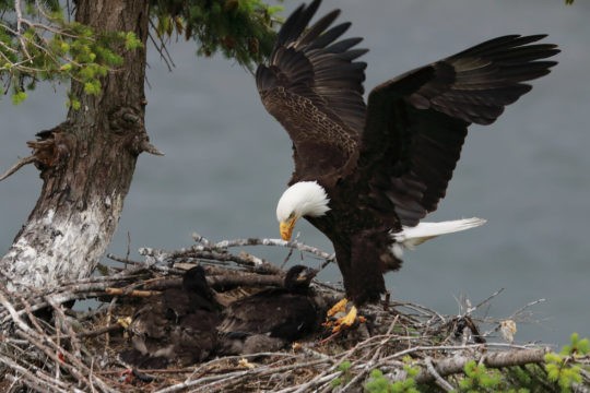 Adult bald eagle hovering their young in a nest