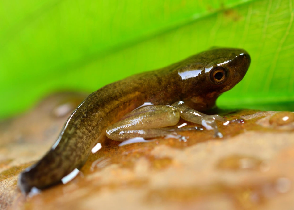 A close-up of a Tadpole