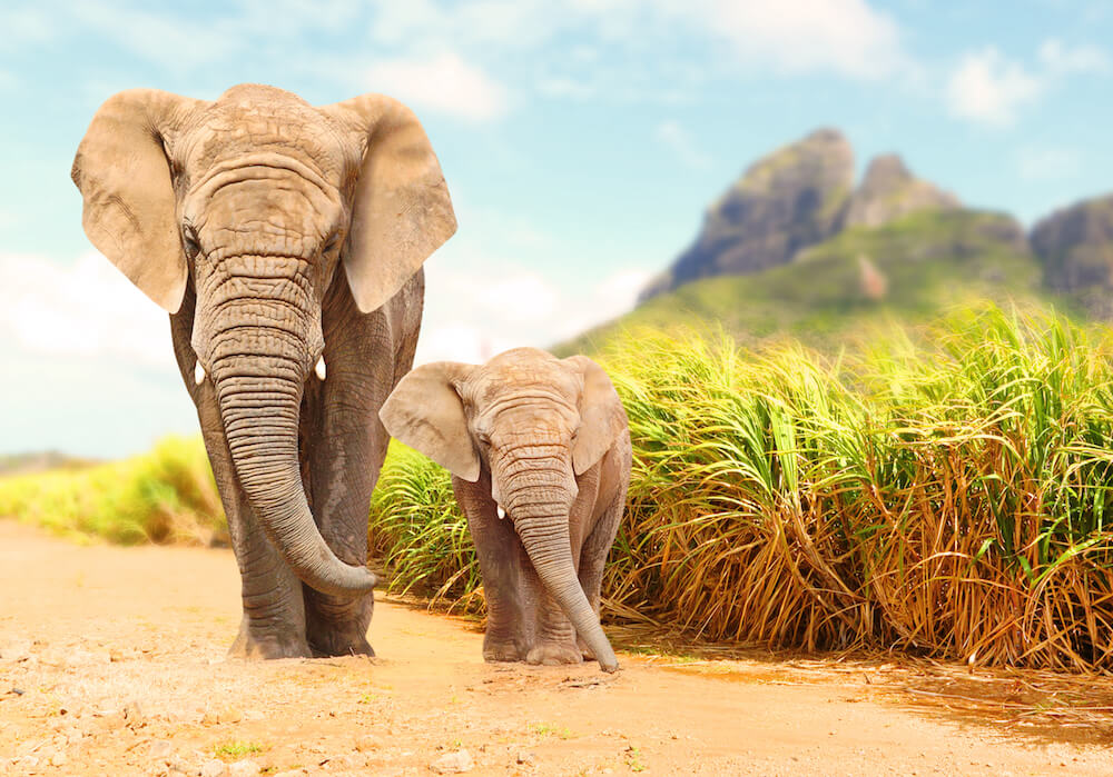 Adult and baby elephant walking side by side